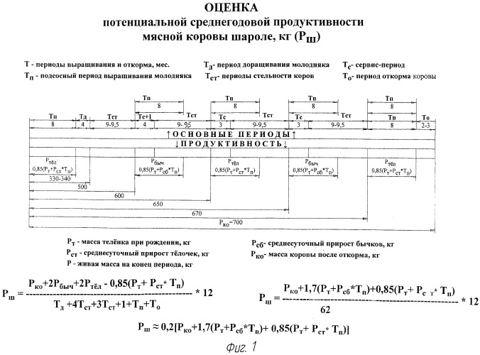 Способ определения годовой мясной продуктивности коров мясной породы шароле (патент 2531578)