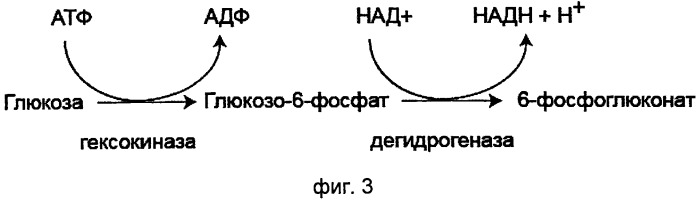Выделенная нуклеиновая кислота, кодирующая флуоресцентный биосенсор, кассета экспрессии, клетка продуцирующая флуоресцентный биосенсор, выделенный флуоресцентный биосенсор (патент 2515903)