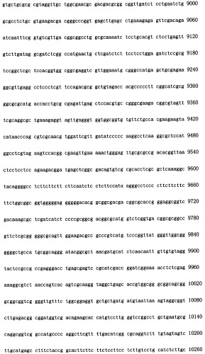 Конструирование рекомбинанта онколитического аденовируса, специфически экспрессирующего иммуномодуляторный фактор gm-csf в опухолевых клетках, и его применение (патент 2361611)