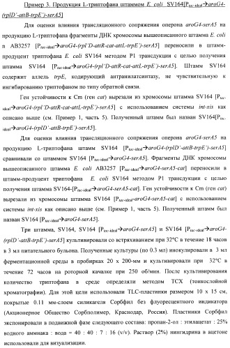 Способ конструирования оперонов, содержащих трансляционно сопряженные гены (патент 2411292)