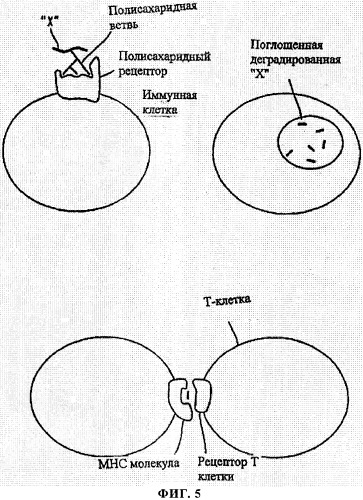 Искусственные белки с пониженной иммуногенностью (патент 2363707)