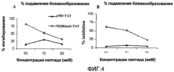 Химерные пептидные молекулы с противовирусными свойствами в отношении вирусов семейства flaviviridae (патент 2451026)