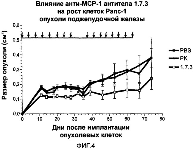 Антитела против моноцитарного хемоаттрактантного белка-1 (мср-1) и их применение (патент 2339647)