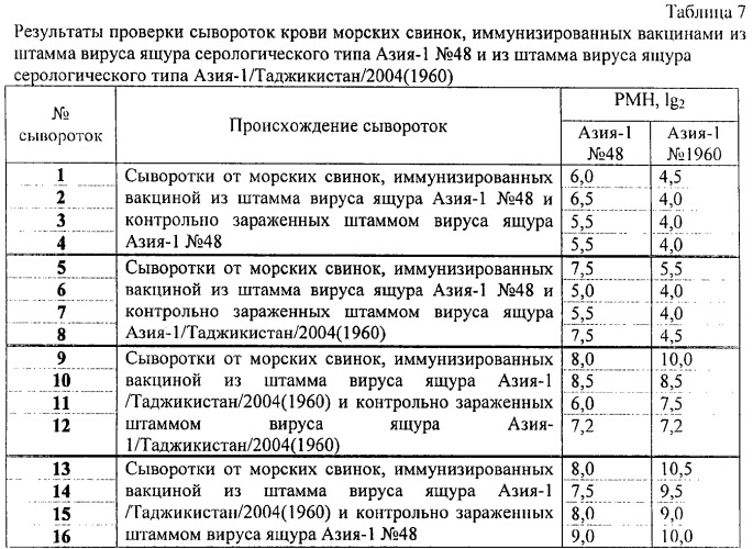 Штамм азия-1/таджикистан/2004(1960) вируса ящура типа азия-1 для изготовления диагностических и/или вакцинных препаратов (патент 2297452)