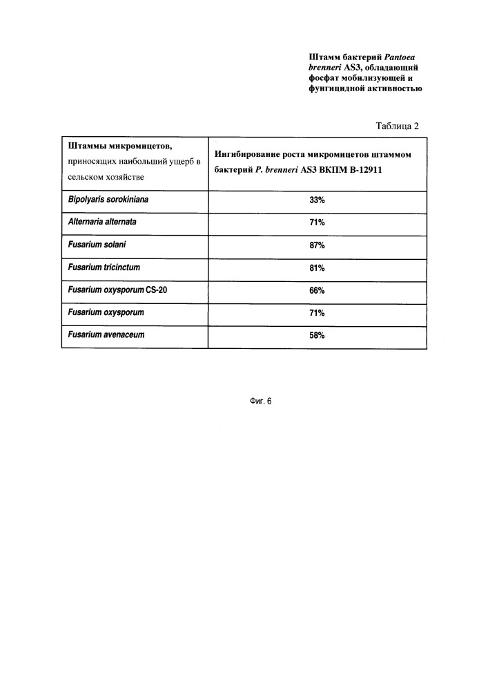 Штамм бактерий pantoea brenneri, обладающий фосфатмобилизующей и фунгицидной активностью (патент 2654595)