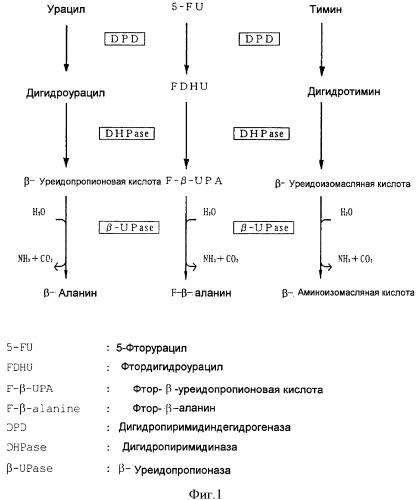 Композиция для перорального приема, эффективная в оценке способности метаболизировать пиридин (патент 2429883)
