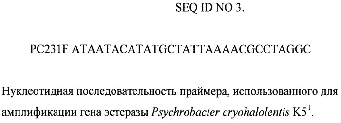 Рекомбинантная плазмидная днк pestpc, кодирующая полипептид со свойствами эстеразы psychrobacter cryohalolentis k5t, и штамм бактерий escherichia coli - продуцент полипептида со свойствами эстеразы psychrobacter cryohalolentis k5t (патент 2478708)