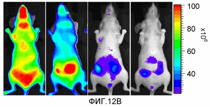 Конъюгаты rgd-(бактерио)хлорофилл для фотодинамической терапии и визуализации некротических опухолей (патент 2518296)