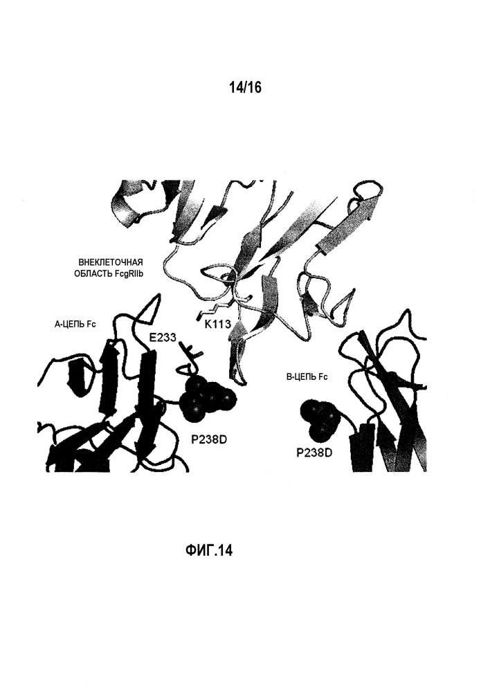 Fcγriib-специфичное fc-антитело (патент 2608504)