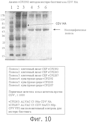 Композиции рекомбинантного cdv и ее применение (патент 2567337)