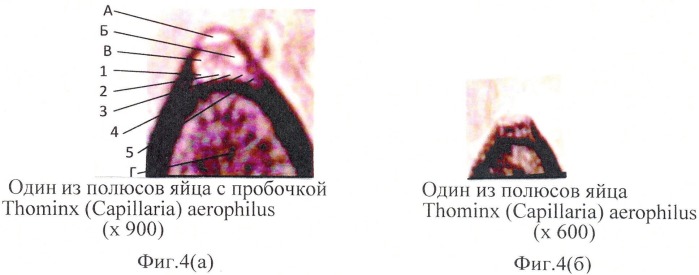 Способ прижизненной дифференциальной диагностики trichocephalus vulpis и thominx (capillaria) aerophilus по микроструктуре яиц (патент 2482481)