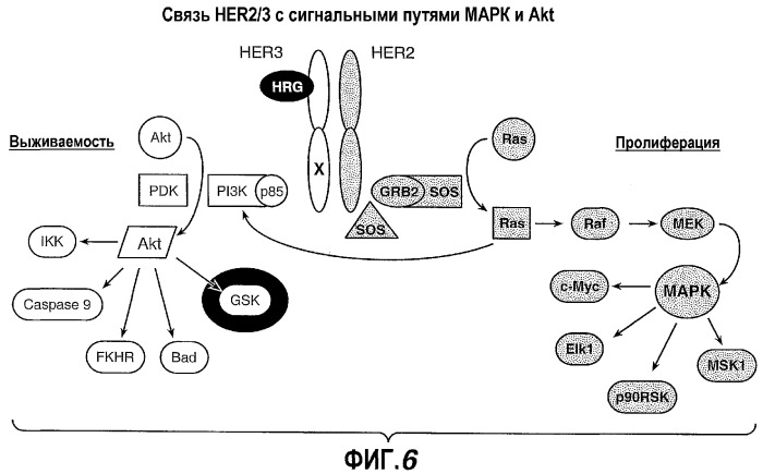 Композиция антител к her2 (патент 2361880)