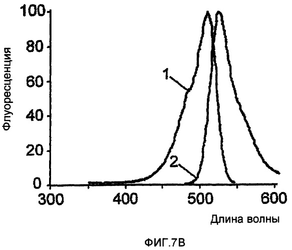 Модифицированные зеленые флуоресцентные белки и способы их использования (патент 2412250)