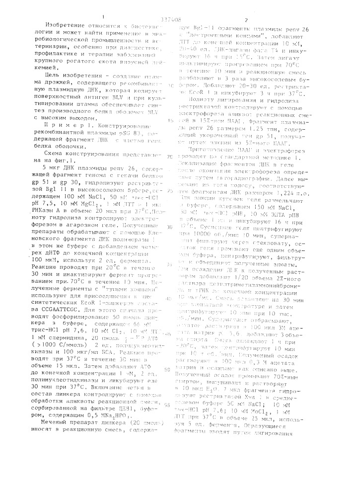 Рекомбинантная плазмидная днк уе psg94,кодирующая синтез производного белка оболочки вируса лейкоза крупного рогатого скота,способ ее конструирования и штамм дрожжей sасснаrомuсеs cererrial-продуцент производного белка оболочки вируса лейкоза крупного рогатого скота (патент 1337408)