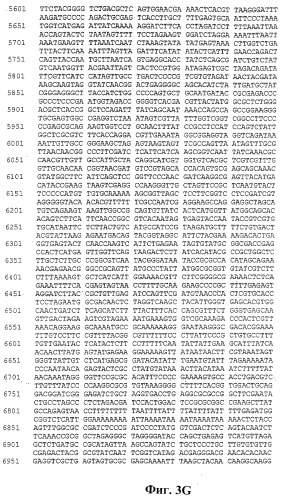 Человеческие антитела против человеческого 4-1вв (cd137) (патент 2376316)