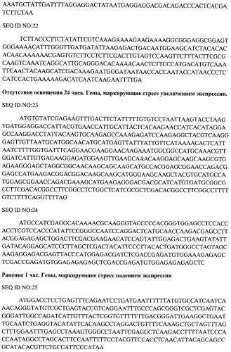 Способ отбора селекционных образцов растений гречихи (патент 2525134)