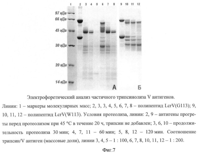 Нуклеотидная последовательность, кодирующая иммуногенный полипептид lcrv(g113), вызывающий защитный иммунный ответ против yersinia pestis; рекомбинантная плазмидная днк petv-i-3455, кодирующая иммуногенный полипептид lcrv(g113); рекомбинантный штамм escherichia coli bl21(de3)/petv-i-3455 - продуцент иммуногенного полипептида lcrv(g113); полипептид lcrv(g113) и способ его получения (патент 2439155)