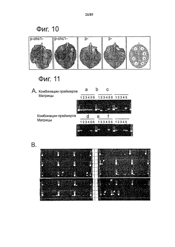 Клонирование и использование функционального r-гена из solanum chacoense (патент 2586509)