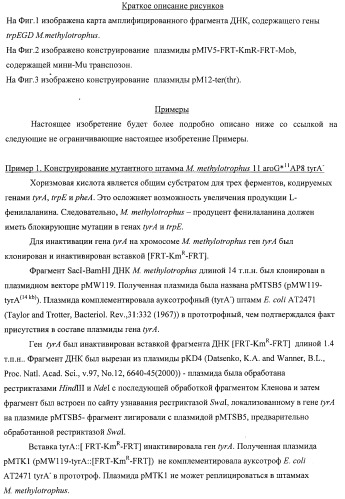 Способ придания бактерии, принадлежащей к роду methylophilus, ауксотрофности по l-аминокислоте, бактерия, принадлежащая к роду methylophilus, и способ продукции l-аминокислоты (патент 2395569)