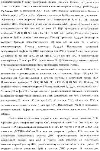 Бактерия - продуцент 1-бутанола и способ получения 1-бутанола (патент 2431672)