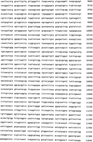 Бактериофаг, обладающий активностью против pseudomonas aeruginosa, белки бактериофага и способы их применения (патент 2580248)