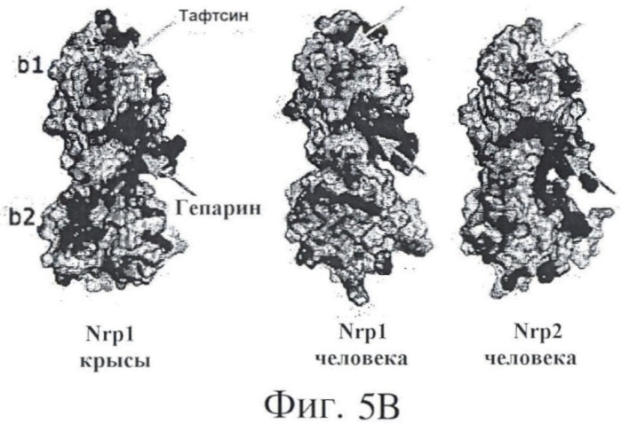 Антитело против pannrpa (варианты) (патент 2454427)