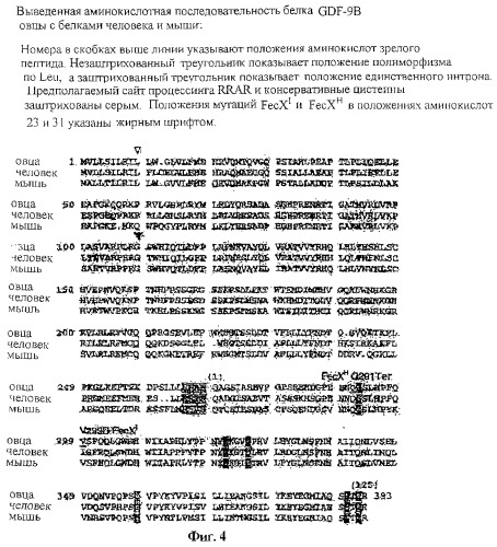 Нуклеотидные последовательности, участвующие в увеличении или уменьшении скорости овуляции у млекопитающих (патент 2283866)