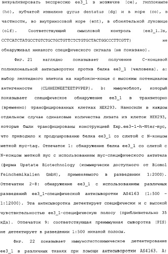 Ее3-семейство белков и соответствующие днк-последовательности (патент 2333918)