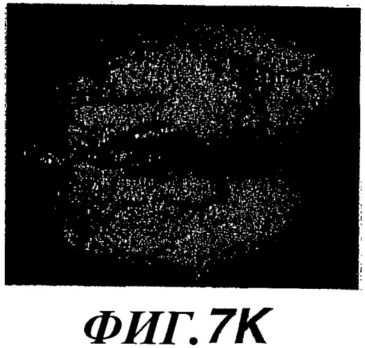 Способы и композиции для модуляции и обнаружения активности wisp (патент 2412201)