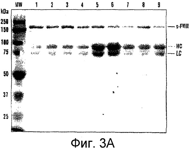 Рекомбинантный фактор viii, обладающий повышенной стабильностью (патент 2531493)