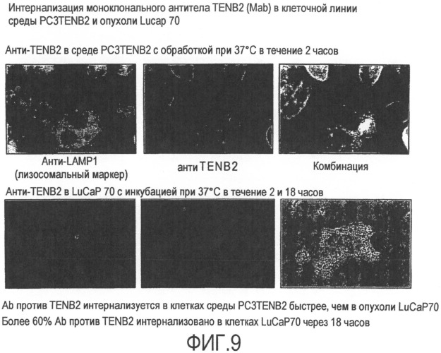 Антитела против tenb2, сконструированные с цистеином, и конъюгаты антитело - лекарственное средство (патент 2505544)
