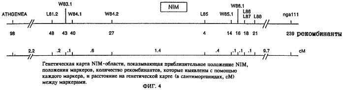 Ген, обусловливающий устойчивость растений к болезням, и его применение (патент 2252960)