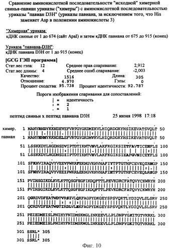 Рекомбинантный белок уриказы млекопитающего для конъюгирования с пэг, молекула нуклеиновой кислоты, кодирующая его, вектор для его экспрессии, способ его получения и применение (патент 2290439)