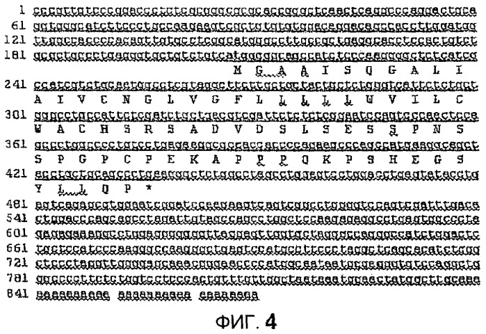 Новый пептид, участвующий в энергетическом гомеостазе (патент 2409590)