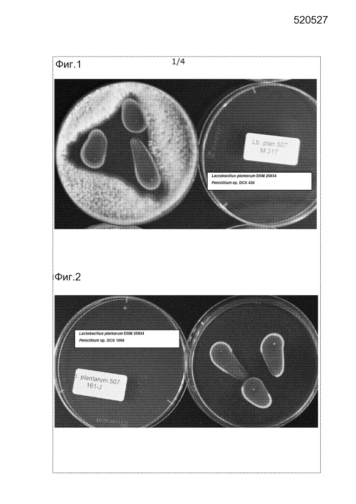 Штамм lactobacillus, обладающий ингибирующей активностью против дрожжей и плесневых грибов (варианты), и его применение (патент 2642306)