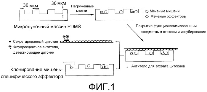 Композиции и способы, используемые для оценки цитотоксичности отдельных клеток (патент 2532228)