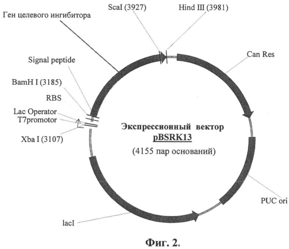 Рекомбинантный гибридный ингибитор ангиогенеза и способ его получения (патент 2499802)