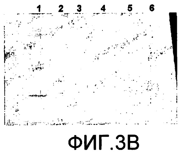 Комбинированные вакцины с антигеном коклюша цельных клеток (патент 2420315)