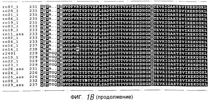 Антиген neisseria, кодирующая его нуклеиновая кислота, их использование (патент 2245366)