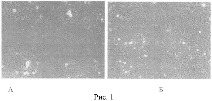 Способ моделирования дисфункции эндотелия in vitro (патент 2490632)