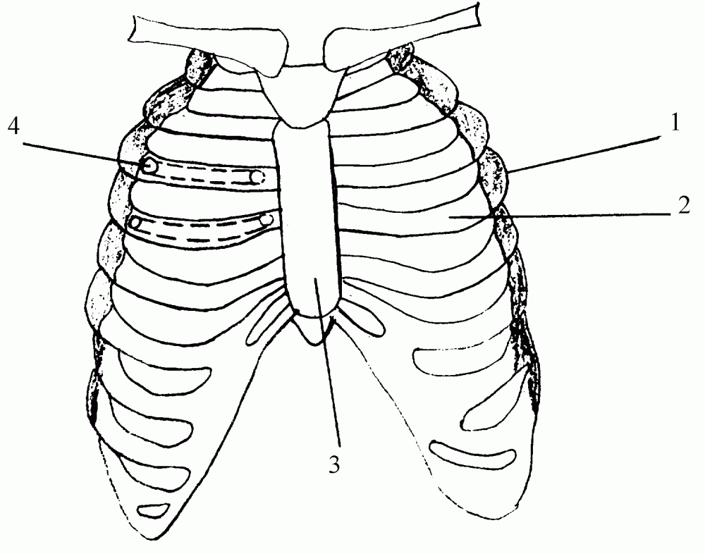 Грудная клетка ребенка 2 года. Грудино реберный хрящ. Анатомия грудины у детей. Анатомия грудной клетки ребенка.