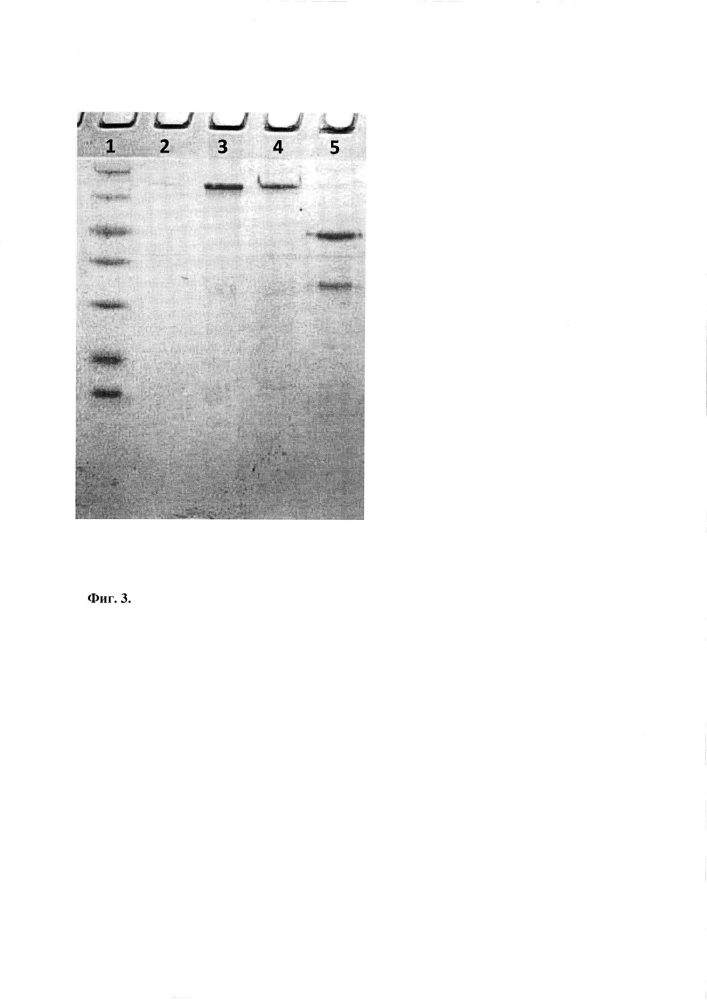 Система экспрессии и способ получения немодифицированных рекомбинантных белков в escherichia coli с её использованием (патент 2604796)
