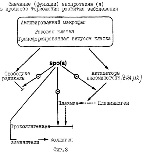 Синергичные композиции, содержащие аскорбат и лизин, для лечения состояний, связанных с деструкцией внеклеточного матрикса (патент 2268038)