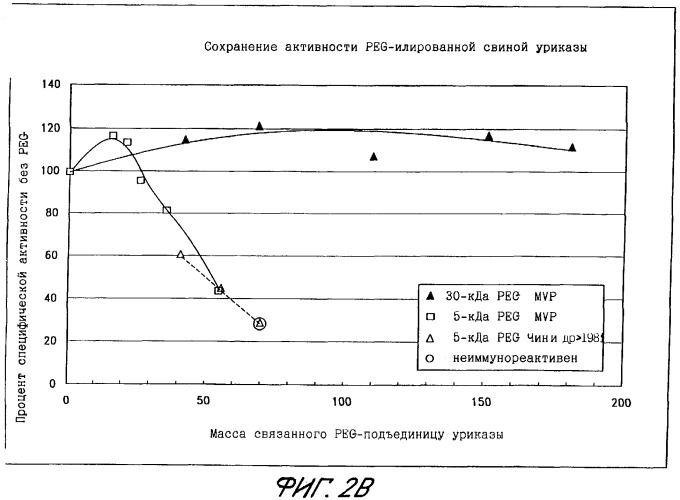 Конъюгаты peg-уратоксидазы, их использование, способ изолирования тетрамерной формы уриказы (патент 2349341)