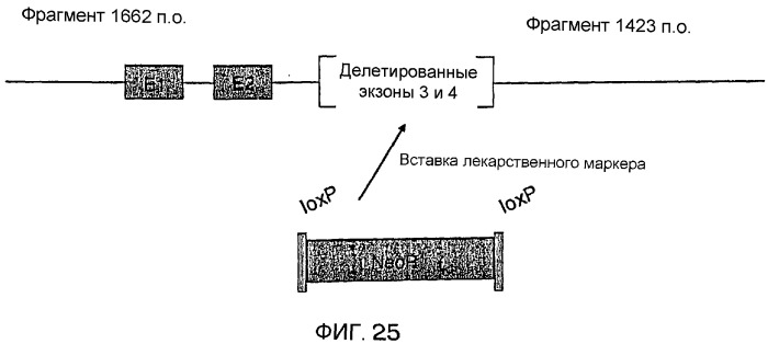 Трансгенные копытные животные, имеющие пониженную активность прионного белка, и их применения (патент 2384059)