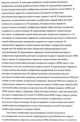 Способы и композиции для экспрессии антисмысловой вирусной рнк в клетках собаки (патент 2457250)