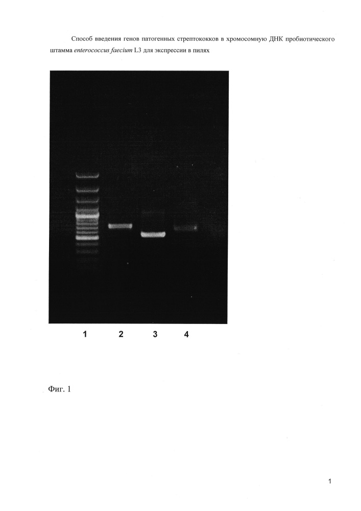 Способ введения генов патогенных стрептококков в хромосомную днк пробиотического штамма enterococcus faecium l3 для экспрессии в пилях (патент 2640250)