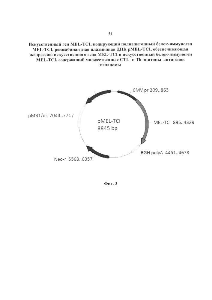 Искусственный ген mel-tci, кодирующий полиэпитопный белок-иммуноген mel-tci, рекомбинантная плазмидная днк pmel-tci, обеспечивающая экспрессию искусственного гена mel-tci и искусственный белок-иммуноген mel-tci, содержащий ctl- и th-эпитопы антигенов меланомы, рестриктированные множественными аллелями hla i и ii класса (патент 2650872)