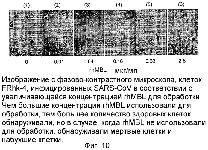 Способ массового производства мультимерного маннозосвязывающего лектина (патент 2350654)