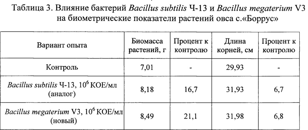 Штамм бактерий bacillus megaterium v3 в качестве средства для ускорения роста и увеличения продуктивности винограда, зерновых, овощных и древесных культур (патент 2649359)